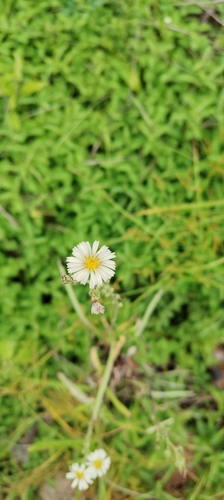 Indian lettuce