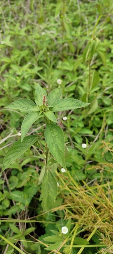 Asian Copperleaf