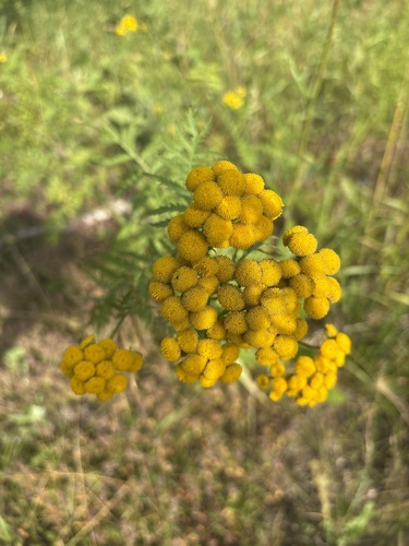 tansy