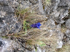 Gentiana clusii clusii