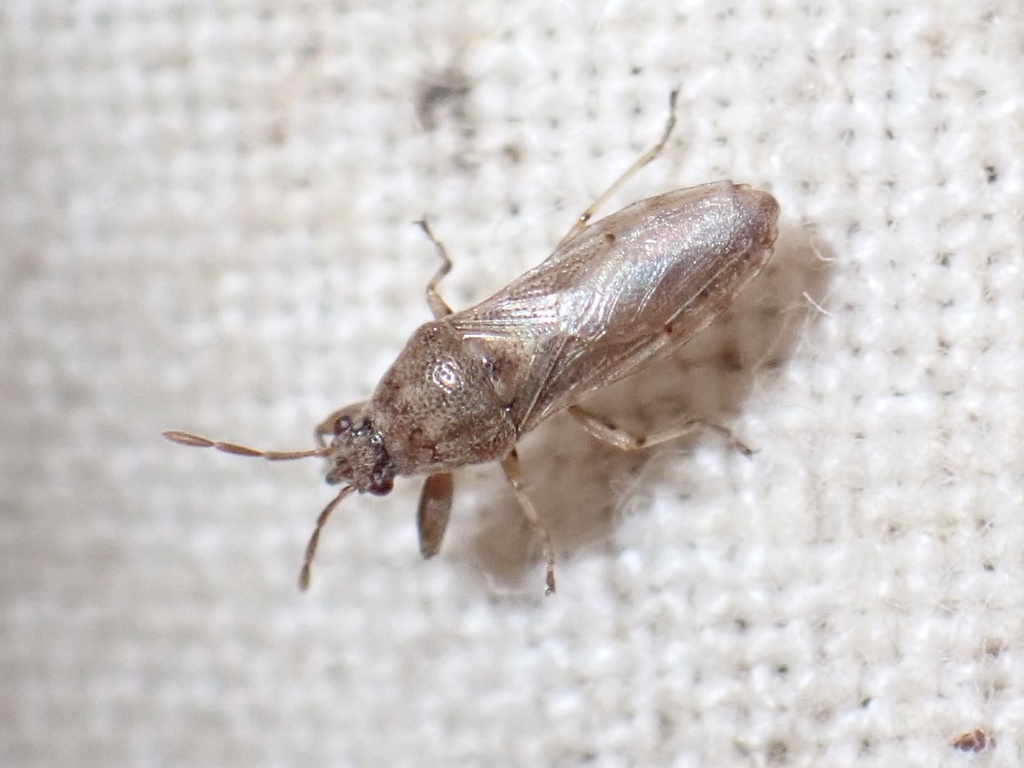 Opistostenus burmanus