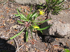 Nothocalais alpestris