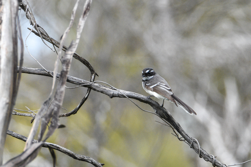 Grey Fantail