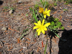 Nothocalais alpestris