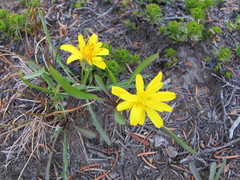 Nothocalais alpestris