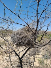 Campylorhynchus brunneicapillus