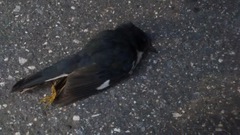 Setophaga caerulescens