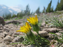 Nothocalais alpestris