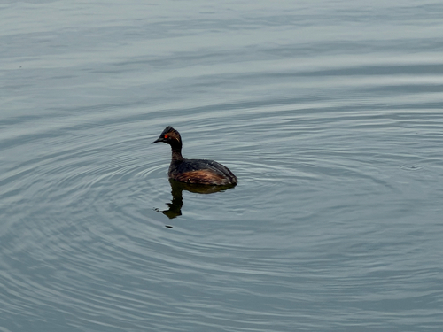 Eared Grebe