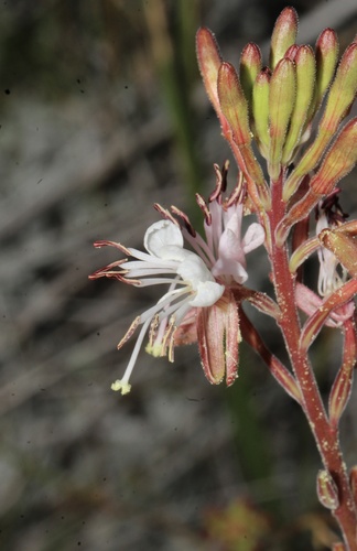 Oenothera coloradensis, photograph 2