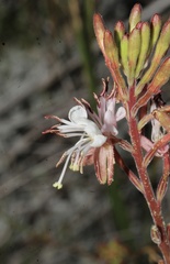 Oenothera coloradensis, photograph (c) Austin Saunders, some rights reserved (CC BY)