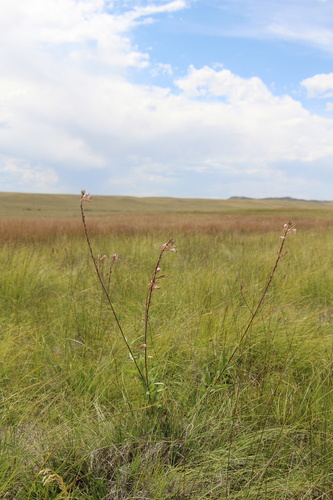 Oenothera coloradensis