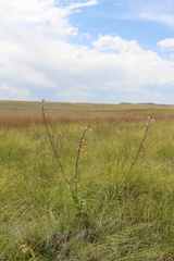 Oenothera coloradensis
