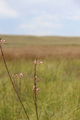 Oenothera coloradensis, photograph (c) Austin Saunders, some rights reserved (CC BY)