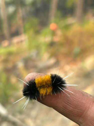 Spotted Tussock Moth