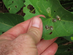 Ogdoecosta catenulata