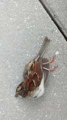 Zonotrichia albicollis