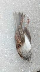 Zonotrichia albicollis