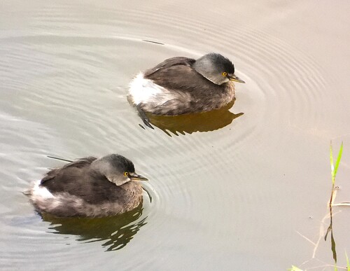 Least Grebe