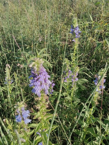 great blue lobelia