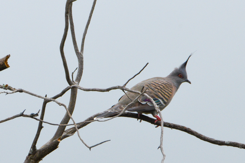 Crested Pigeon
