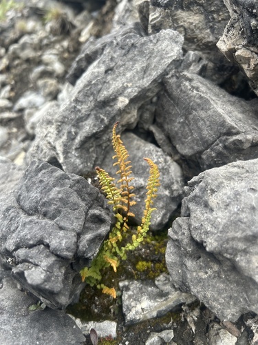 Woodsia glabella observed 2026-08-22