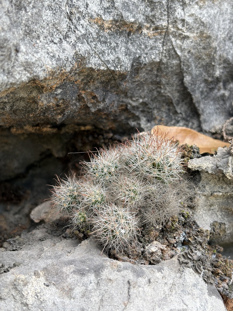Mammillaria erythrosperma, San Luis Potosí, MX