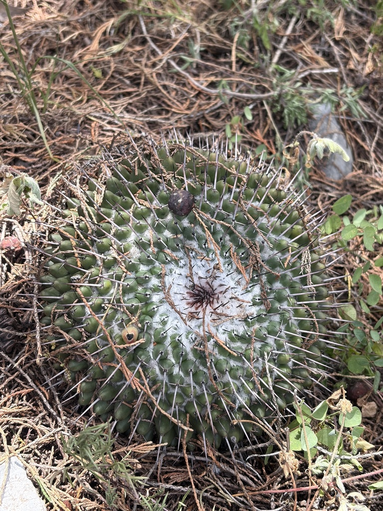 Mammillaria orcuttii, San Luis Potosí, MX