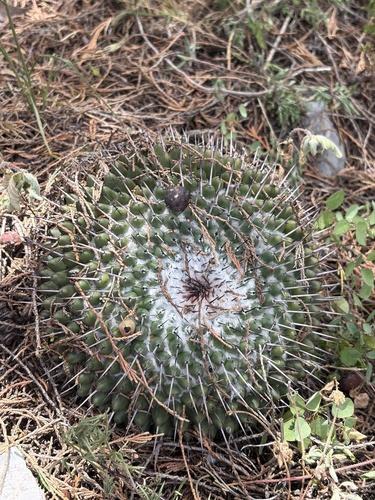 Mammillaria orcuttii
