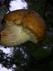 Pholiota adiposa