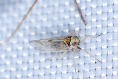 Delphacodes, 2026-08-16
