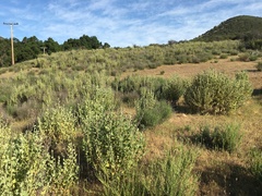 Malacothamnus aboriginum