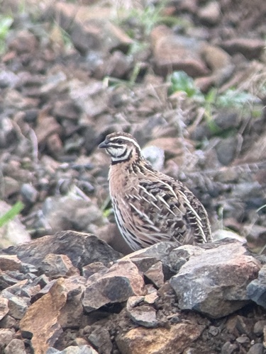 Rain Quail