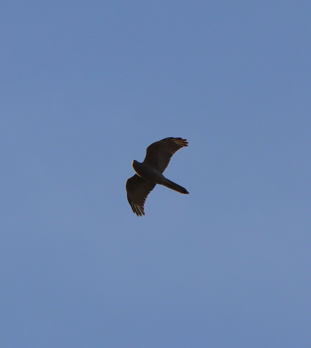 Brown Goshawk