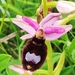 Ophrys bertolonii flavicans - Photo (c) Павел Несмеянов,  זכויות יוצרים חלקיות (CC BY-NC), הועלה על ידי Павел Несмеянов
