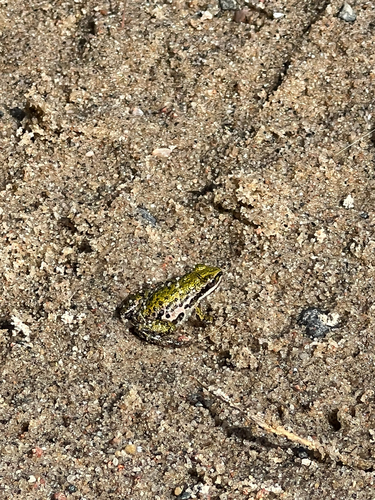 Boreal Chorus Frog