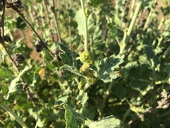 Malacothamnus aboriginum