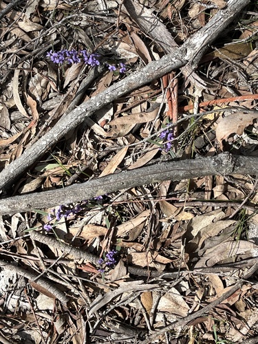 common hovea