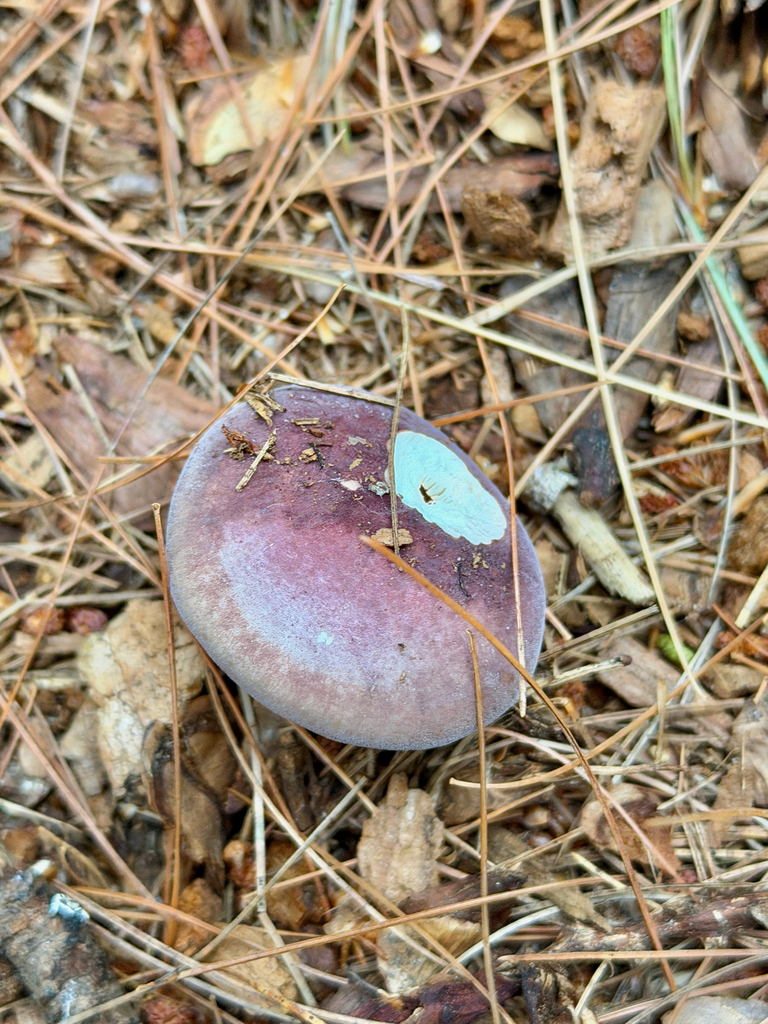 purple-bloom russula · August 2026 · photo: Photo: (c) Eli Talhouk, some rights reserved (CC BY) · iNaturalist