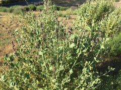 Malacothamnus aboriginum