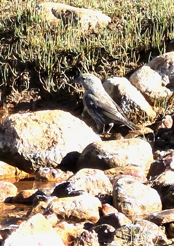 iNaturalist observation photo of Red Crossbill