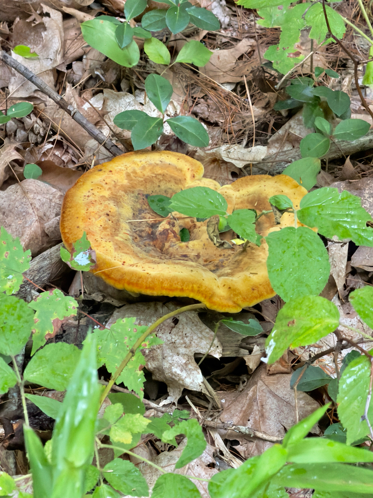 Phaeolus hispidoides · August 2026 · photo: Photo: (c) Eli Talhouk, some rights reserved (CC BY) · iNaturalist