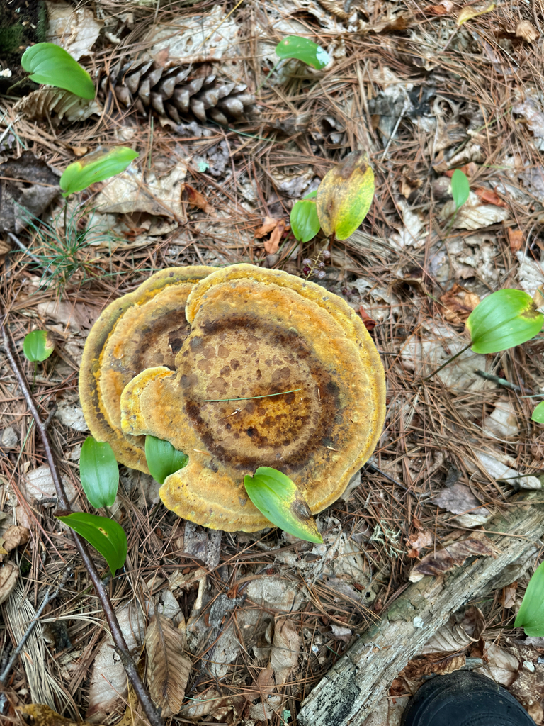 Phaeolus hispidoides · August 2026 · photo: Photo: (c) Eli Talhouk, some rights reserved (CC BY) · iNaturalist