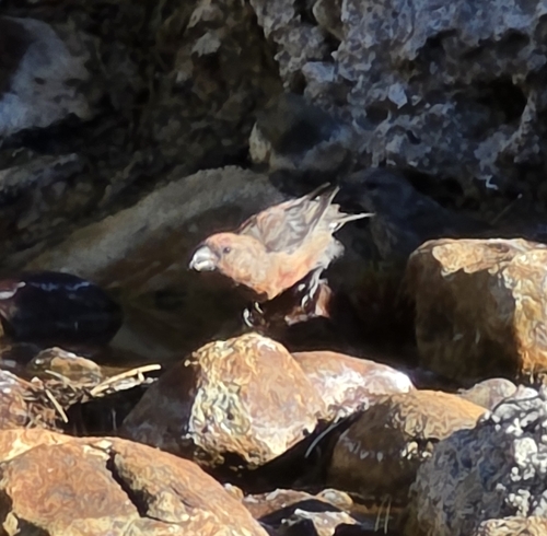 iNaturalist observation photo of Red Crossbill