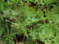 Ogdoecosta catenulata