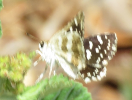 Asian Grizzled Skipper
