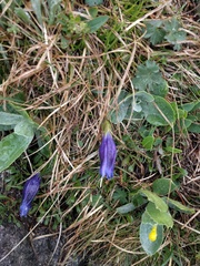 Gentiana clusii clusii