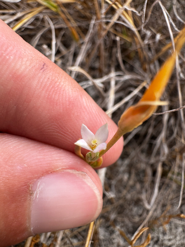 Zeltnera exaltata observed 2026-08-22