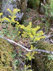 Sedum spathulifolium
