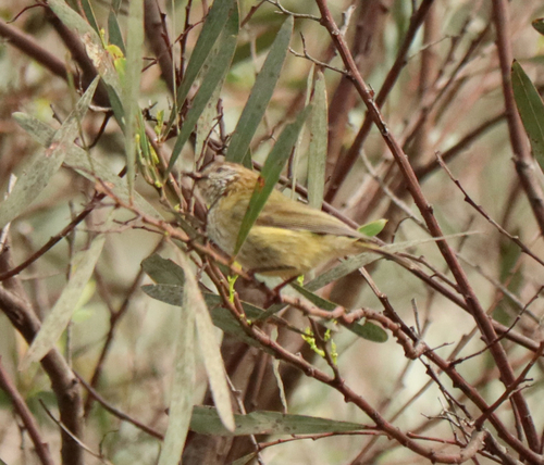 Striated Thornbill